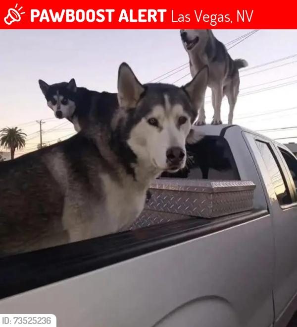 Lost Male Dog last seen Marlyland pkwy/ Charleston ave, Las Vegas, NV 89101