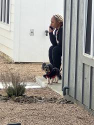 Lost Female Dog last seen Sorrell rd, Spring, TX 77388