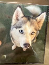 Reunited Female Dog last seen Near Indianridge Rd Sylvania Ohio, Sylvania, OH 43560