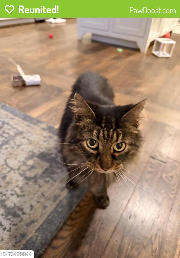 Reunited Female Cat last seen Melrose Pl & Broadway St, Birmingham, AL 35209