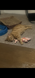 Reunited Male Cat last seen Hausman and Huntsman Rd, San Antonio, TX 78249