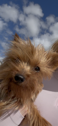 Found/Stray Female Dog last seen Cerca a lago y a starbucks, Meadow Woods, FL 32824