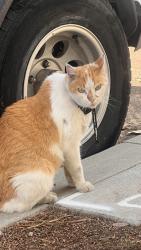 Found/Stray Unknown Cat last seen 21st and Island ave, San Diego, CA 92102