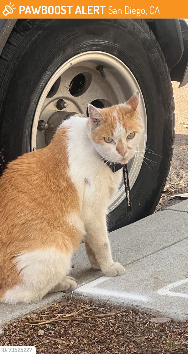 Found/Stray Unknown Cat last seen 21st and Island ave, San Diego, CA 92102