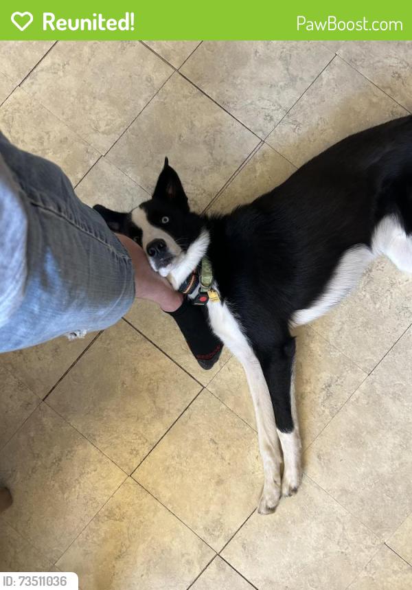 Reunited Male Dog last seen Mamie Ferguson dr and old us 421, Harnett County, NC 27546