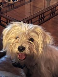 Reunited Male Dog last seen Near and River Oak Drive, Kaufman, TX 75142