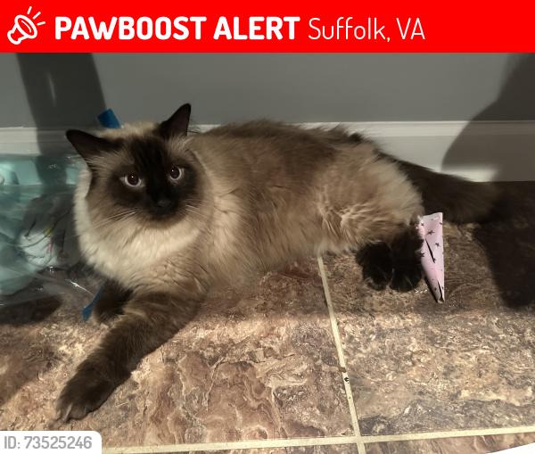 Lost Male Cat last seen kings fork and Joshua, Suffolk, VA 23434
