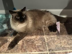 Lost Male Cat last seen kings fork and Joshua, Suffolk, VA 23434