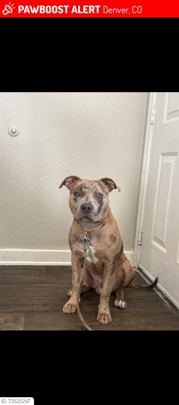 Lost Male Dog last seen Lawrence and 31st street, Denver, CO 80205