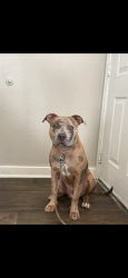 Lost Male Dog last seen Lawrence and 31st street, Denver, CO 80205