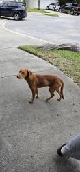 Found/Stray Male Dog last seen Fscj North Campus, Jacksonville, FL 32218