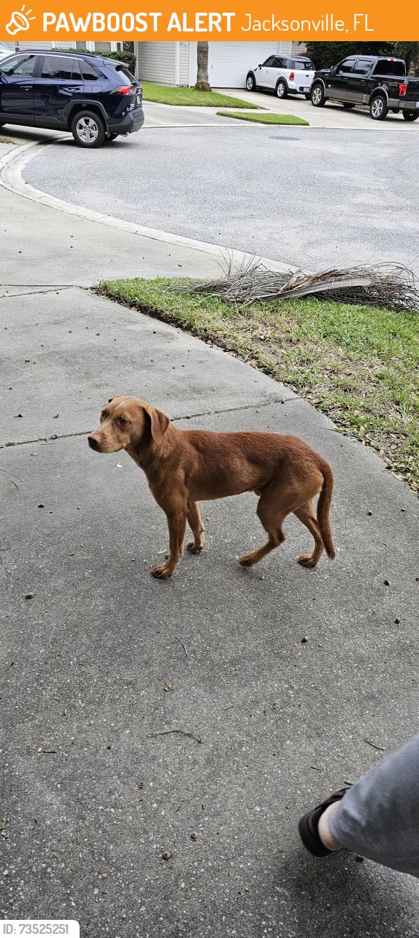 Found/Stray Male Dog last seen Fscj North Campus, Jacksonville, FL 32218