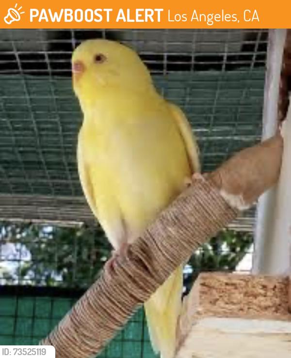 Found/Stray Unknown Bird last seen South Denison Avenue, Los Angeles, CA 90731