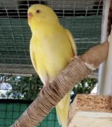 Found/Stray Unknown Bird last seen South Denison Avenue, Los Angeles, CA 90731