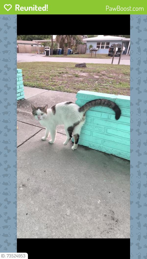 Reunited Male Cat last seen Gulf to bay blvd/ S Meteor Ave, Clearwater, FL 33765