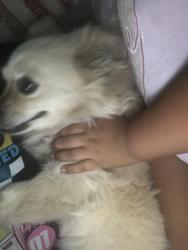 Reunited Male Dog last seen Casa, 3225 W Rosecrans Ave, Hawthorne, CA 90250, Hawthorne, CA 90250