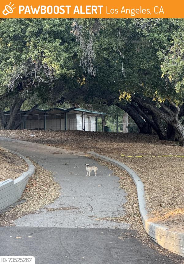 Found/Stray Unknown Dog last seen Chatsworth street, Los Angeles, CA 91311