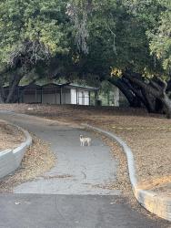 Found/Stray Unknown Dog last seen Chatsworth street, Los Angeles, CA 91311