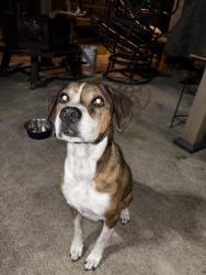 Reunited Female Dog last seen Clear creek meadows dr, League City, TX 77573