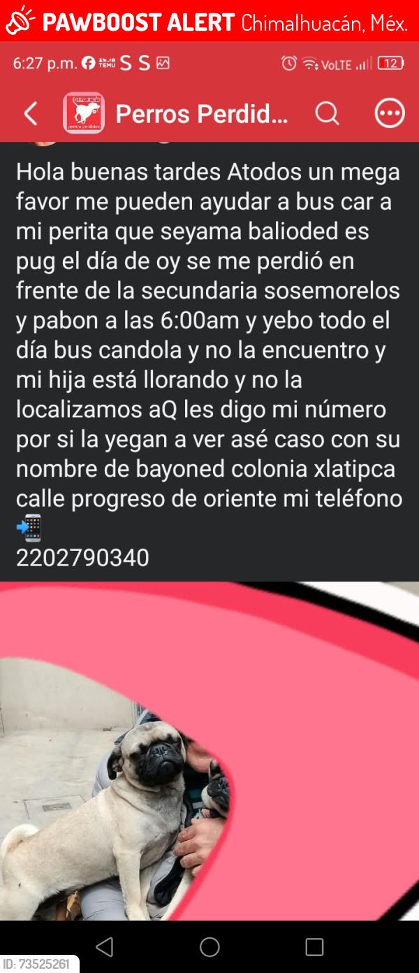 Lost Female Dog last seen Calle Vicente Suárez, Chimalhuacán, Méx. 56346