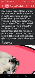 Lost Female Dog last seen Calle Vicente Suárez, Chimalhuacán, Méx. 56346