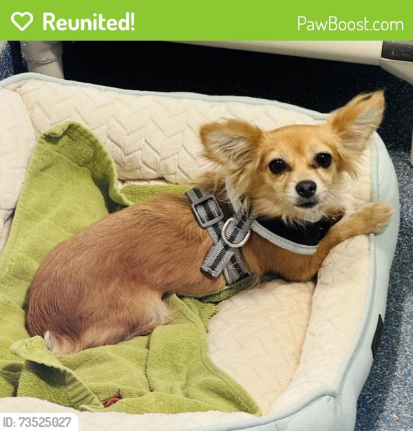 Reunited Female Dog last seen Ackerman ave, Clifton, NJ 07055