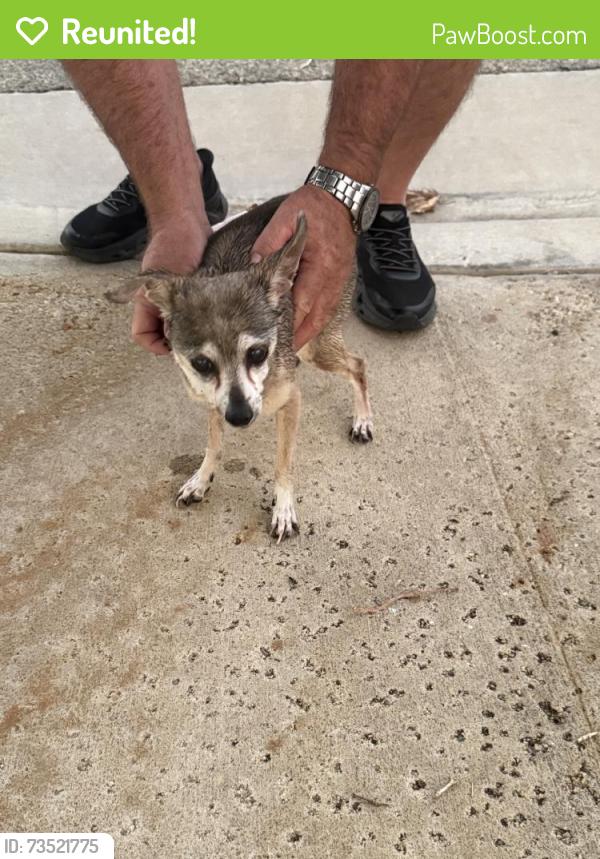 Reunited Female Dog last seen Near, Rosamond, CA 93560
