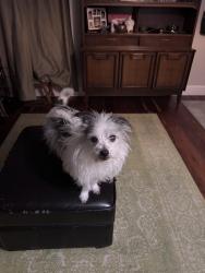 Reunited Male Dog last seen 9th and Pueblo St, Boise, ID 83702