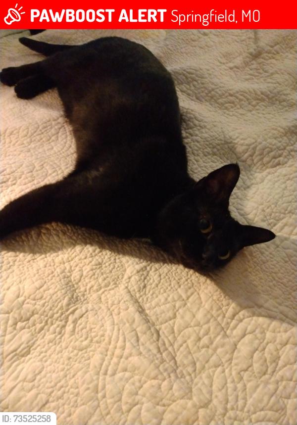 Lost Male Cat last seen Near Tie & Timber brewery, Springfield, MO 65802