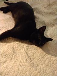 Lost Male Cat last seen Near Tie & Timber brewery, Springfield, MO 65802