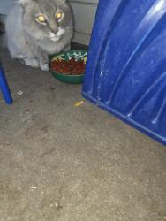 Reunited Unknown Cat last seen VAN LENNEN AVE, Cheyenne, WY 82001