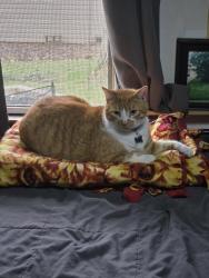 Reunited Male Cat last seen Denison Blvd and Berkshire Rd, Parma Heights, OH 44130