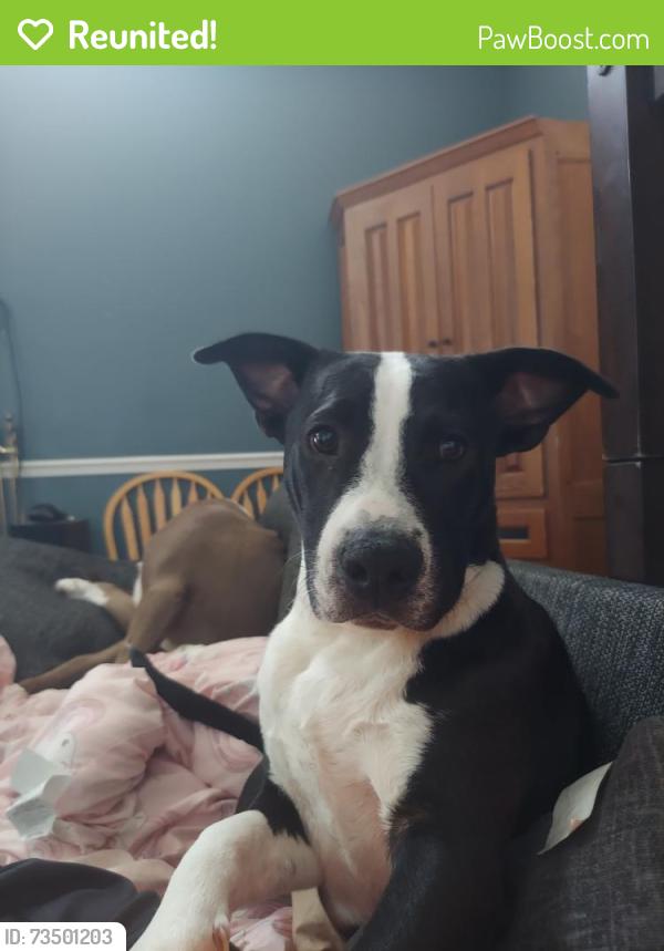Reunited Male Dog last seen Juniper Pass Terrace, Ocala FL, Ocala, FL 34480