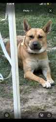 Lost Male Dog last seen Old canton rd, Jackson, MS 39206