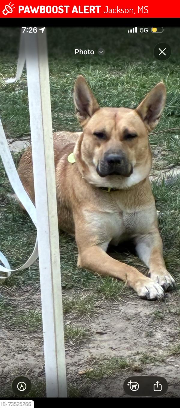 Lost Male Dog last seen Old canton rd, Jackson, MS 39206