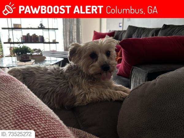 Lost Female Dog last seen St Marys Rd abd Lakefront Drive, Columbus, GA 31907