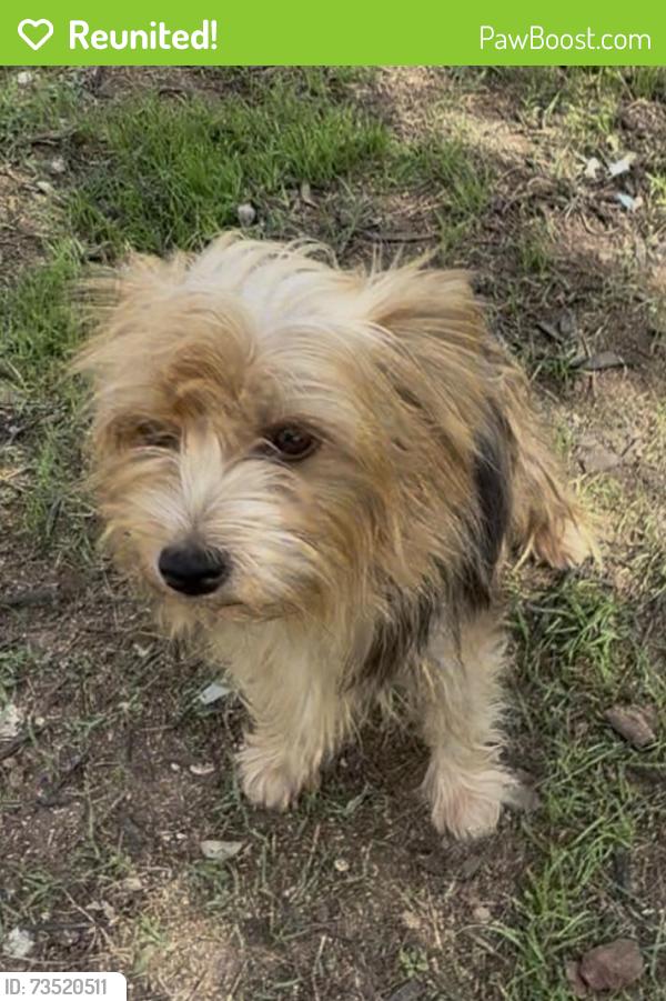 Reunited Female Dog last seen Oak Trail Shores, Granbury, TX 76048