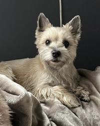 Reunited Female Dog last seen Bathurst and Eglinton, Toronto, ON 