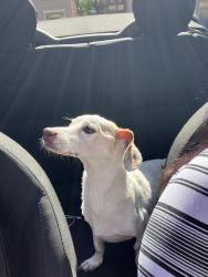Reunited Male Dog last seen e Northridge St Mesa, Mesa, AZ 85213