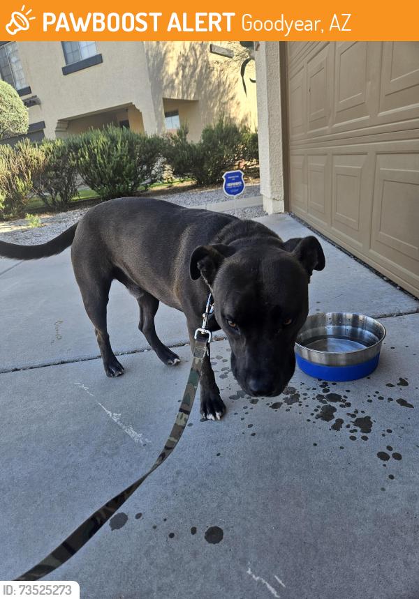 Found/Stray Male Dog last seen S 162nd Lane and W Superior Ave, Goodyear, AZ 85338