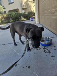 Found/Stray Male Dog last seen S 162nd Lane and W Superior Ave, Goodyear, AZ 85338