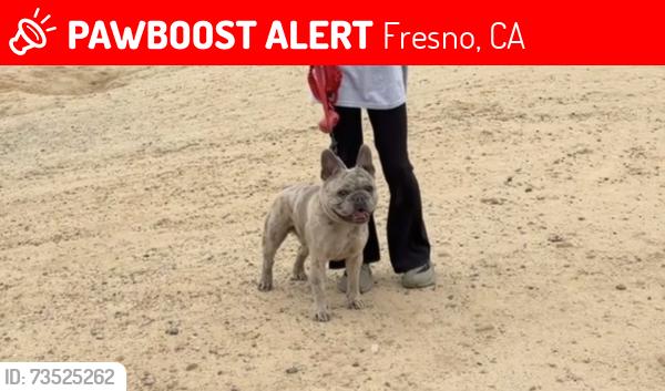 Lost Male Dog last seen Ashlan/ Marks, Fresno, CA 93722