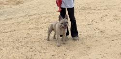 Lost Male Dog last seen Ashlan/ Marks, Fresno, CA 93722