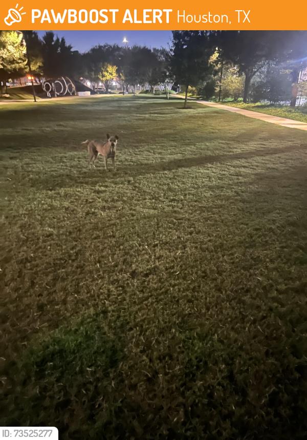 Found/Stray Unknown Dog last seen Westpark, Houston, TX 77042