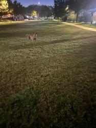 Found/Stray Unknown Dog last seen Westpark, Houston, TX 77042