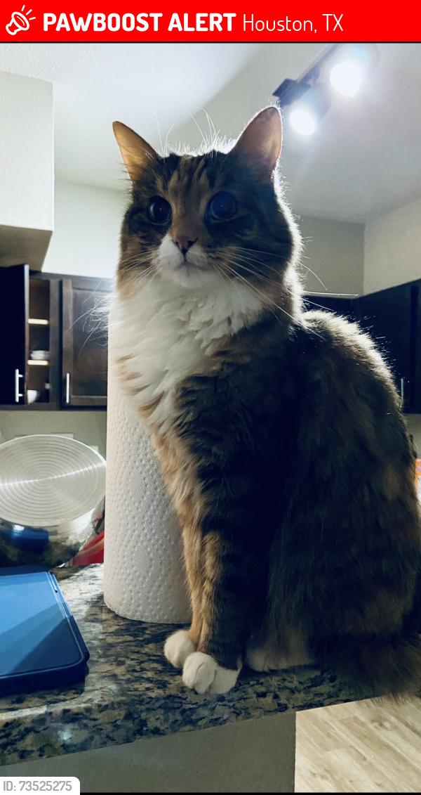 Lost Female Cat last seen Hummingbird St and Mullins st Westbury, Houston, TX 77096