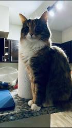 Lost Female Cat last seen Hummingbird St and Mullins st Westbury, Houston, TX 77096