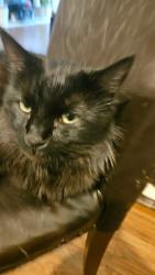 Reunited Male Cat last seen 127th Ln. closer to the intersection of Ulysses, Blaine, MN 55434