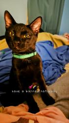 Reunited Male Cat last seen Pleasant ridge rd, Knoxville, TN 37912