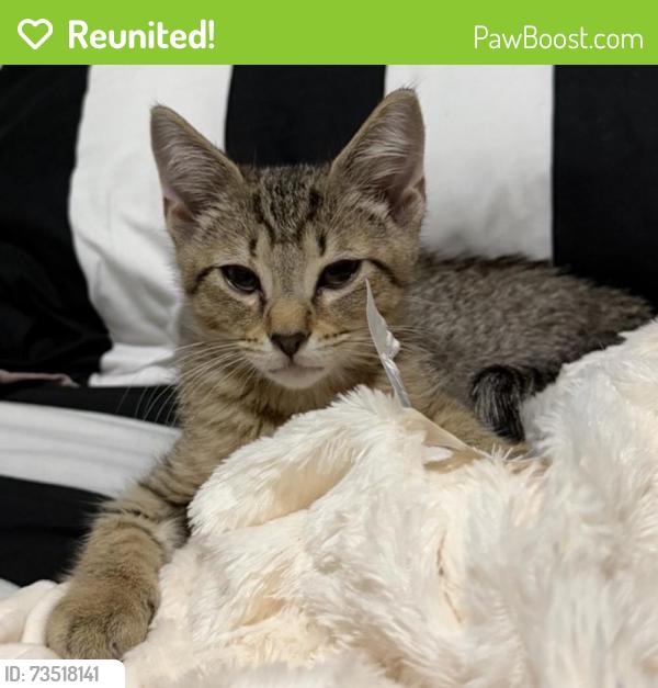Reunited Male Cat last seen Hoke O Kelly Mill Rd, Loganville, GA 30052